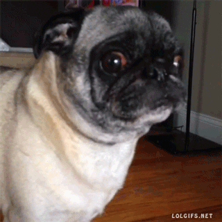 dogs reaction s GIF