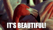 ForwardMadisonFC soccer flamingo madison forward GIF