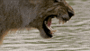 Snarling Nat Geo Wild GIF by Savage Kingdom