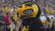 University Of Iowa Football GIF by University of Iowa Hawkeyes Athletics