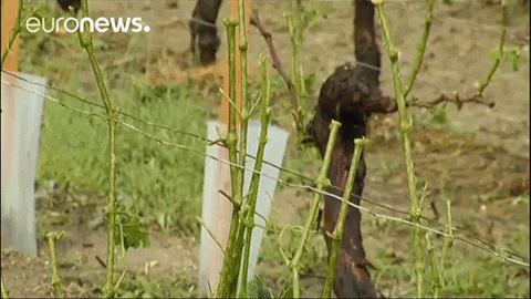 Hail Vineyard GIF by euronews