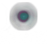 yezidiGO ezidi yezidi yeziden yezidigo GIF