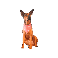 Valentine Sticker by Geekster Pets