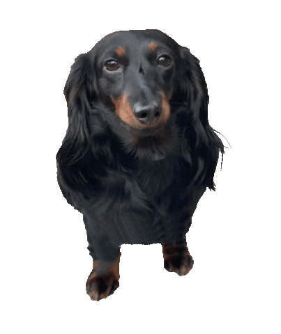 Dogs Cocoa Sticker