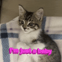 Cat Love GIF