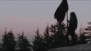 sunset flag GIF by RCA Records UK