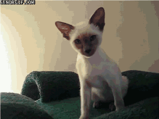 Cats Faces GIF