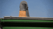 agreliant corn lg seeds agrigold agreliant GIF