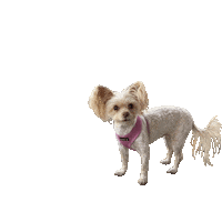 Melon The Dog Sticker