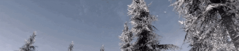 forest GIF
