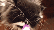 Cat Reaction GIF