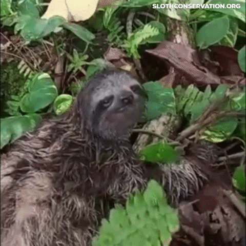 slothconservation giphygifmaker baby sloth adopt GIF