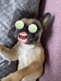 Bulldog GIF