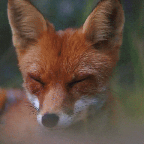Tired Fox GIF by Natur- und Tierpark Goldau