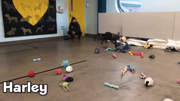 Happy Howlidays: Shelter Dogs Choose Their Own Christmas Toys