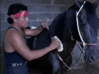 amigo bronco GIF