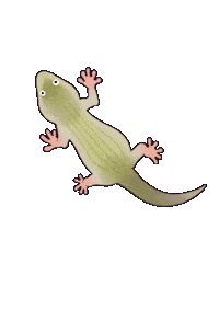 Lizard Gecko Sticker