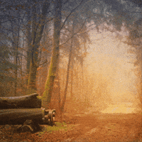 Lest We Forget Victory GIF by TeaCosyFolk