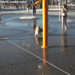 Video gif. Corgi happily runs through a waterpark and gets directly smacked by a pool of water from the bucket dump.