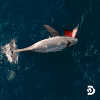 Explore Belly Of The Beast GIF by Shark Week