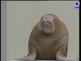 Wildlife gif. A walrus flops his head into his hand as if he is considering something. Text, “Hmm, very interesting.”