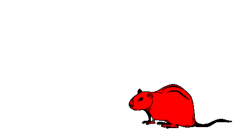 Flip Rat Sticker