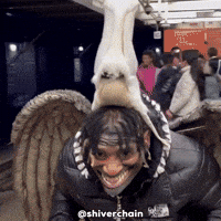Laugh Grinning GIF