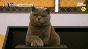 스큐파 GIF