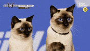 스큐파 GIF