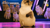 스큐파 GIF