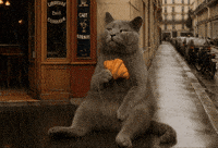 틴더스 GIF