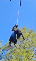 Injured Cow Airlifted to Safety