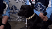 GIF by Milwaukee Admirals