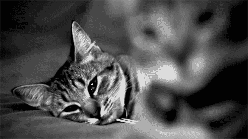 black and white cat GIF