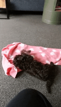Poodle Poedel GIF by Audio Innovations