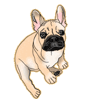 gif_babe dog frenchie frenchbulldog gifbabe Sticker