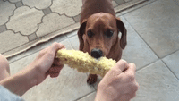 Hungry Dachshund Enjoys Corn on the Cob