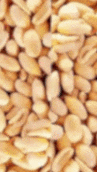 itsnutz crazy yummy yum nuts GIF