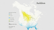 blue-winged teal GIF by audubon