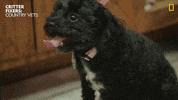 National Geographic Reaction GIF by Nat Geo Wild