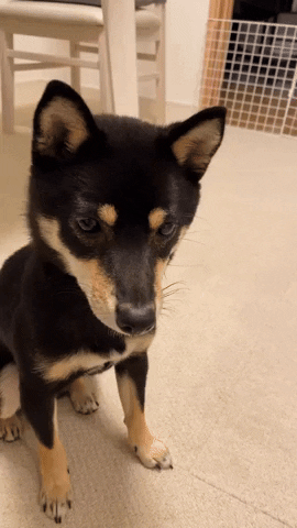 cuteanimalland giphyupload GIF