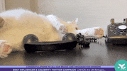 Shortys GIF by Shorty Awards