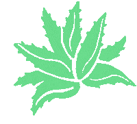 Aloe Vera Verde Sticker by Natural Scents Mx