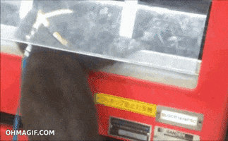 otter GIF