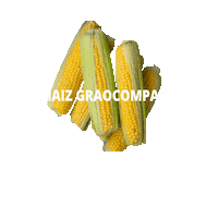 Maiz Sticker by Graocompany