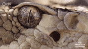 Snake Im Watching You GIF by PBS