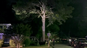 Bear Falls From Tree During Rescue in Arkansas Neighborhood