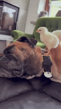Tired Relax GIF