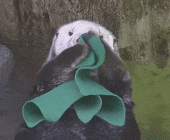 marinemammalrescue hugs otter blanket seaotter GIF