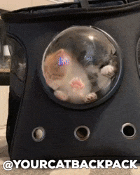 YourCatBackpack  GIF